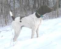 Gun Dog - Louie