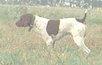 Field Champion Windwalker's LB Ohi Rummy